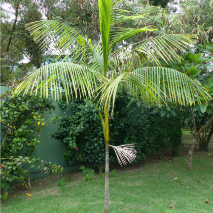 Palma Akaí - Euterpe oleracea - prodej semen palmy - 2 ks