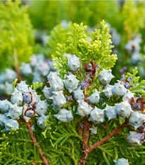 Túje orientální - Platycladus orientalis - prodej semen - 10 ks