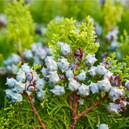 Túje orientální - Platycladus orientalis - prodej semen - 10 ks