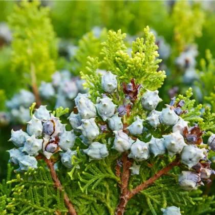 Túje orientální - Platycladus orientalis - prodej semen - 20 ks
