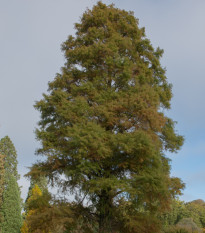 Tisovec mexický - Taxodium huegelii - prodej semen - 5 ks