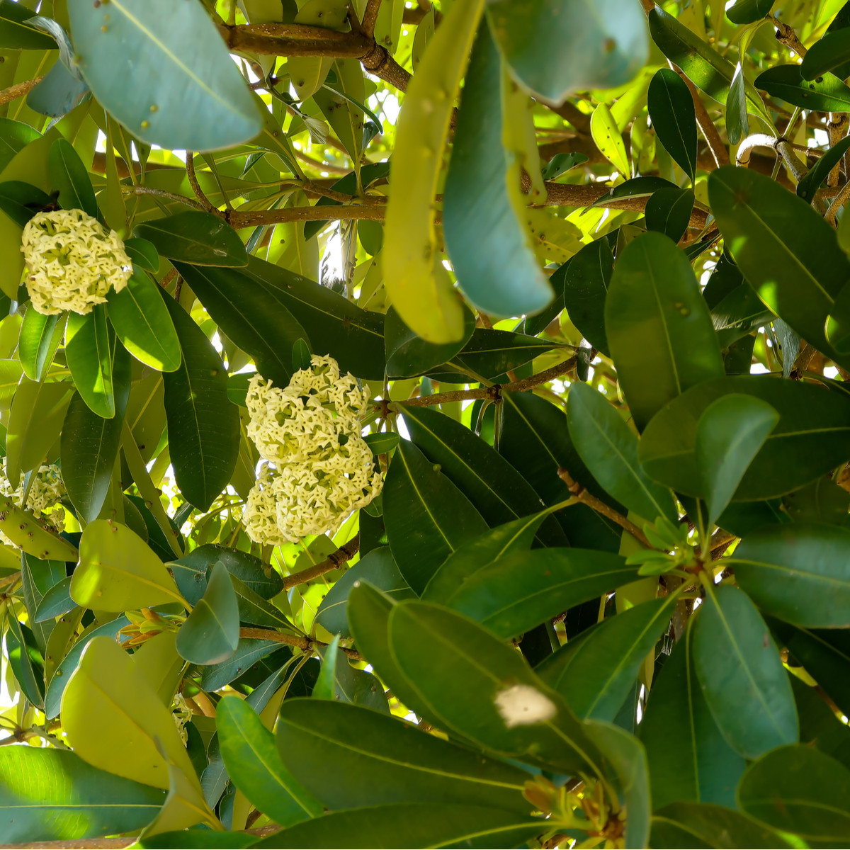 Alstonie - Alstonia scholaris - prodej semen - 8 ks