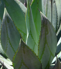 Agáve marmorata - Agave marmorata - prodej semen - 10 ks