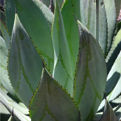Agáve marmorata - Agave marmorata - prodej semen - 20 ks