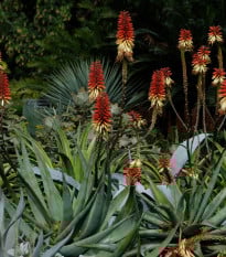 Agáve chrysanta - Agave chrysantha - prodej semen - 10 ks