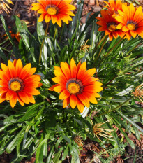Gazánie zářivá směs barev - Gazania splendes - prodej semen - 50 ks