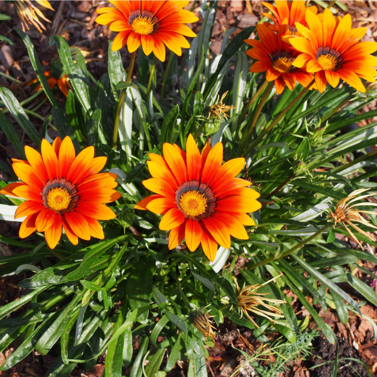 Gazánie zářivá směs barev - Gazania splendes - prodej semen - 50 ks