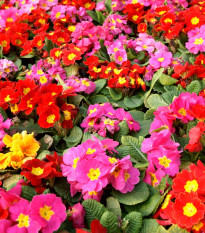 Prvosenka bezlodyžná směs barev - Primula vulgaris - prodej semen - 15 ks