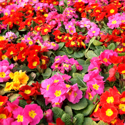 Prvosenka bezlodyžná směs barev - Primula vulgaris - prodej semen - 15 ks