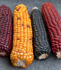 Kukuřice Multicolor Amero Mix okrasná - Zea mays - prodej semen - 15 ks
