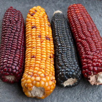 Kukuřice Multicolor Amero Mix okrasná - Zea mays - prodej semen - 15 ks