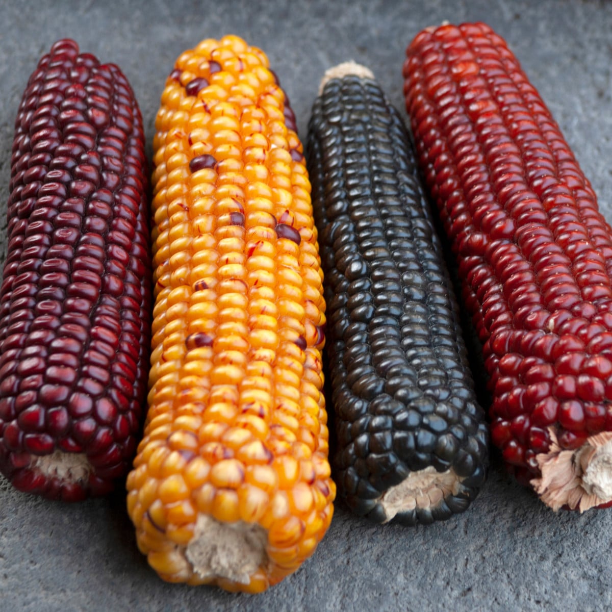 Kukuřice Multicolor Amero Mix okrasná - Zea mays - prodej semen - 15 ks