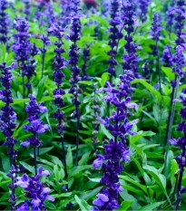Šalvěj pomoučená modrá - Salvia farinacea - prodej semen - 30 ks