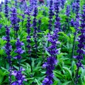 Šalvěj pomoučená modrá - Salvia farinacea - prodej semen - 30 ks