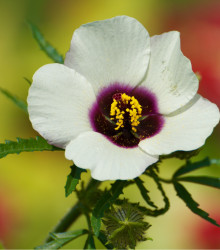 Ibišek trojdílný - Hibiscus trionum - semena - 15 ks