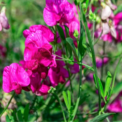 Hrachor vonný růžový - Lathyrus odoratus - prodej semen - 20 ks