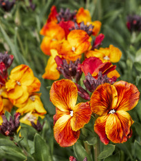 Chejr vonný Sugar Rush F1 Mix - Cheiranthus cheiri - prodej semen - 20 ks