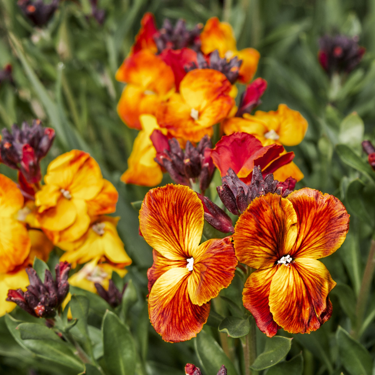 Chejr vonný Sugar Rush F1 Mix - Cheiranthus cheiri - prodej semen - 20 ks