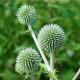 Bělotrn kulatohlavý - Echinops sphaerocephalus - prodej semen - 6 ks
