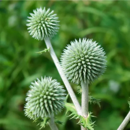 Bělotrn kulatohlavý - Echinops sphaerocephalus - prodej semen - 6 ks