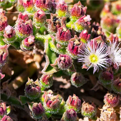 Kosmatec krystalový - Mesembryanthemum crystallinum - prodej semen - 300 ks
