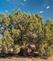 Semínka jalovce - Juniperus osteosperma - Jalovec osteosperma - prodej semen - 5 ks