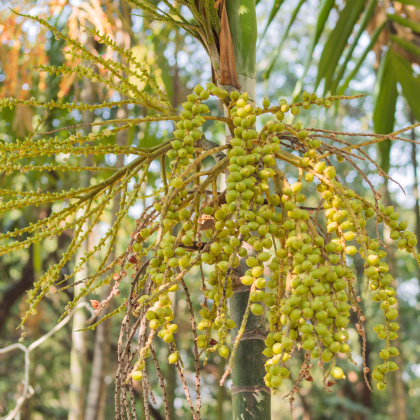 Palma Ptychosperma - Ptychosperma sp. Black fruit - prodej semen - 3 ks