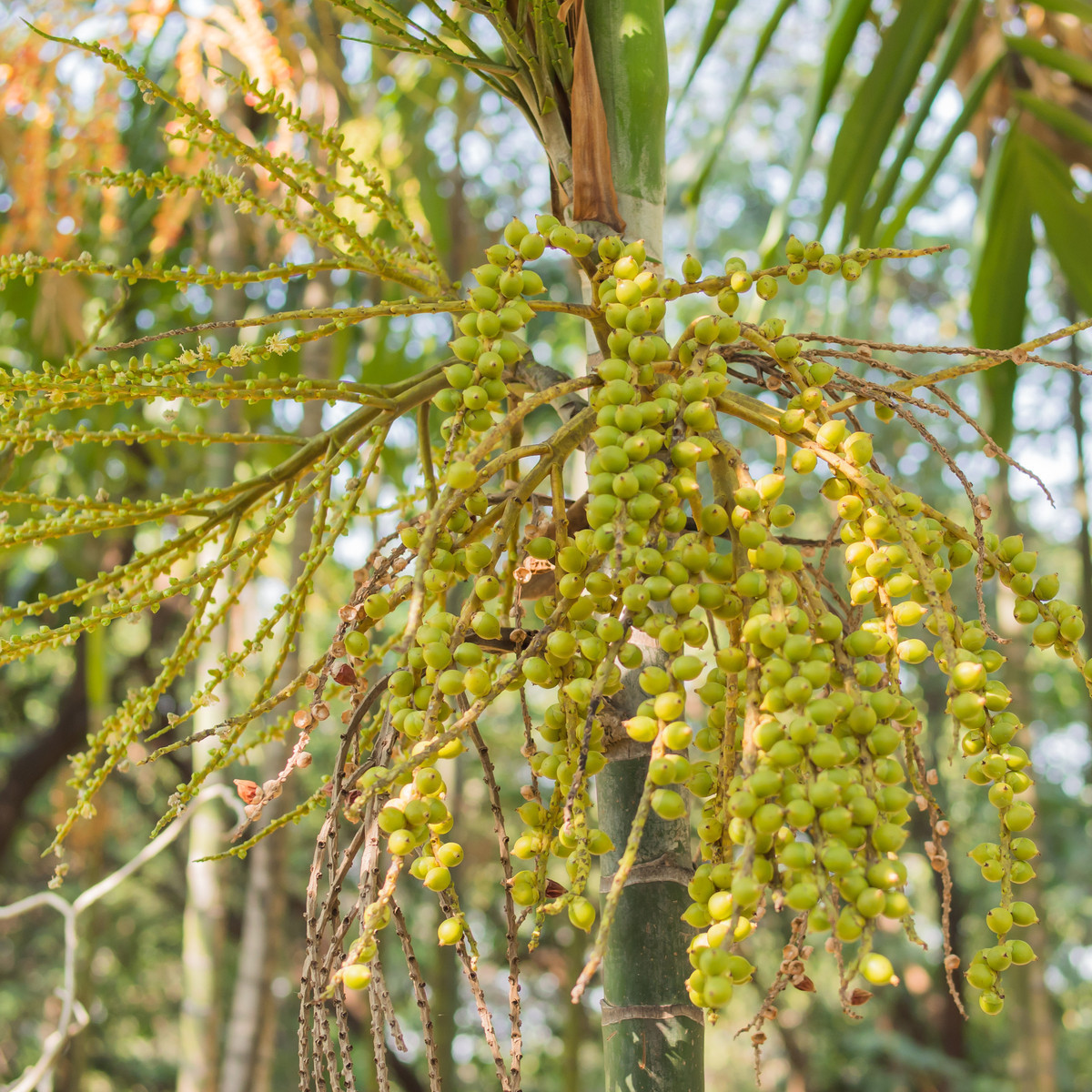 Palma Ptychosperma - Ptychosperma sp. Black fruit - prodej semen - 3 ks