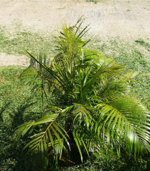 Palma madagaskarská - Dypsis madagascariensis - prodej semen - 3 ks