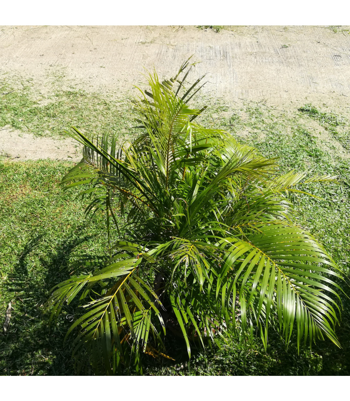 Palma madagaskarská- Dypsis madagascariensis- semena palem- 3 ks