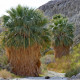 Palma Washingtonie vláknitá - Washingtonia filifiera - prodej semen - 15 ks