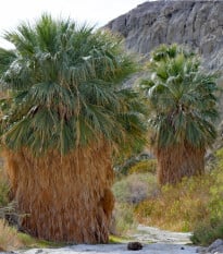 Palma Washingtonie vláknitá - Washingtonia filifiera - prodej semen - 15 ks