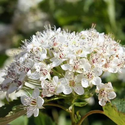 Semínka hlohyně -  Pyracantha fortuneana - Hlohyně čínská - prodej semen - 5 ks