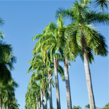 Semínka palmy - Roystonea regia - Palma královská kubánská  - prodej semen - 3 ks