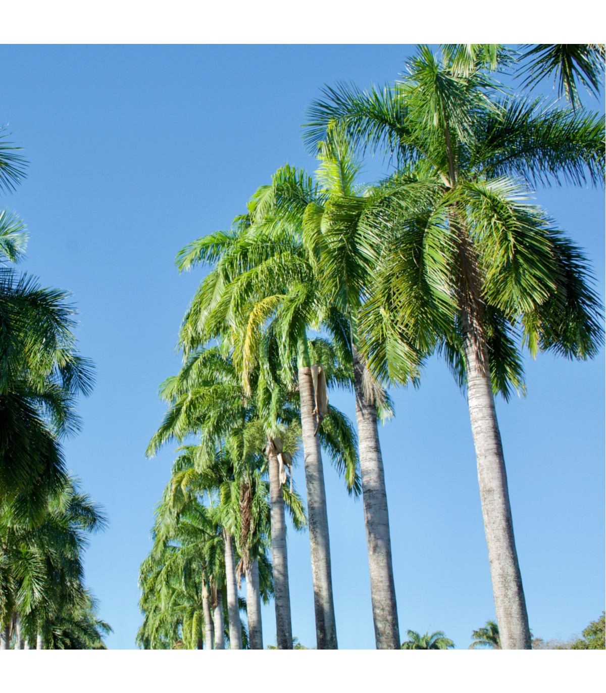 Semínka palmy - Roystonea regia - Palma královská kubánská  - prodej semen - 3 ks