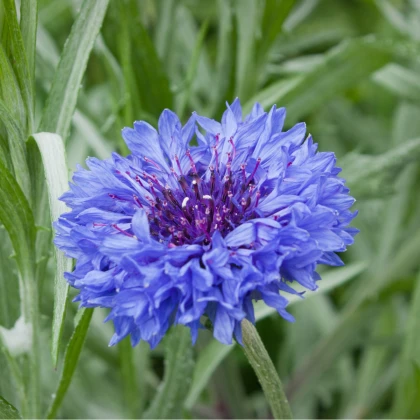 Chrpa modrá - Centaurea cyanus - prodej semen - 30 ks