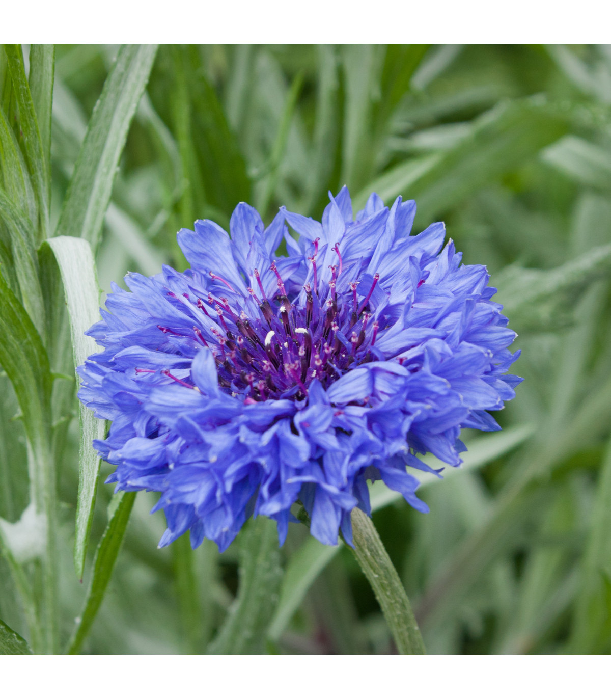Chrpa modrá - Centaurea cyanus - prodej semen - 30 ks