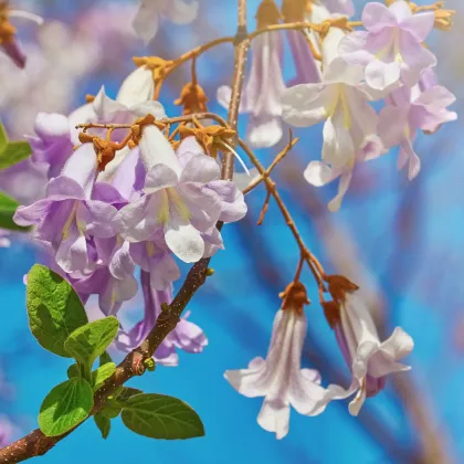 Paulovnie fortunei - Paulownia fortunei - prodej semen - 15 ks