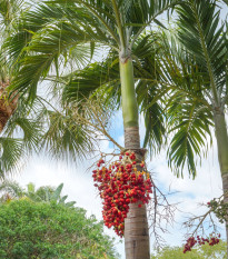 Palma vánoční - Adonidia merrillii - prodej semen - 2 ks