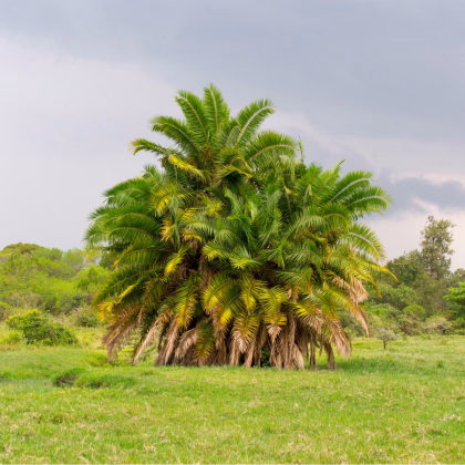 Palma-Geonomma Interrupta- semena- 5 ks