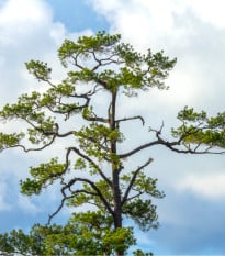 Borovice čínská - Pinus tabuliformis - prodej semen - 15 ks