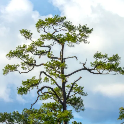Borovice čínská - Pinus tabuliformis - prodej semen - 15 ks