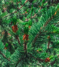 Borovice osinatá - Pinus aristata - prodej semen - 5 ks