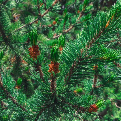 Borovice osinatá - Pinus aristata - prodej semen - 5 ks