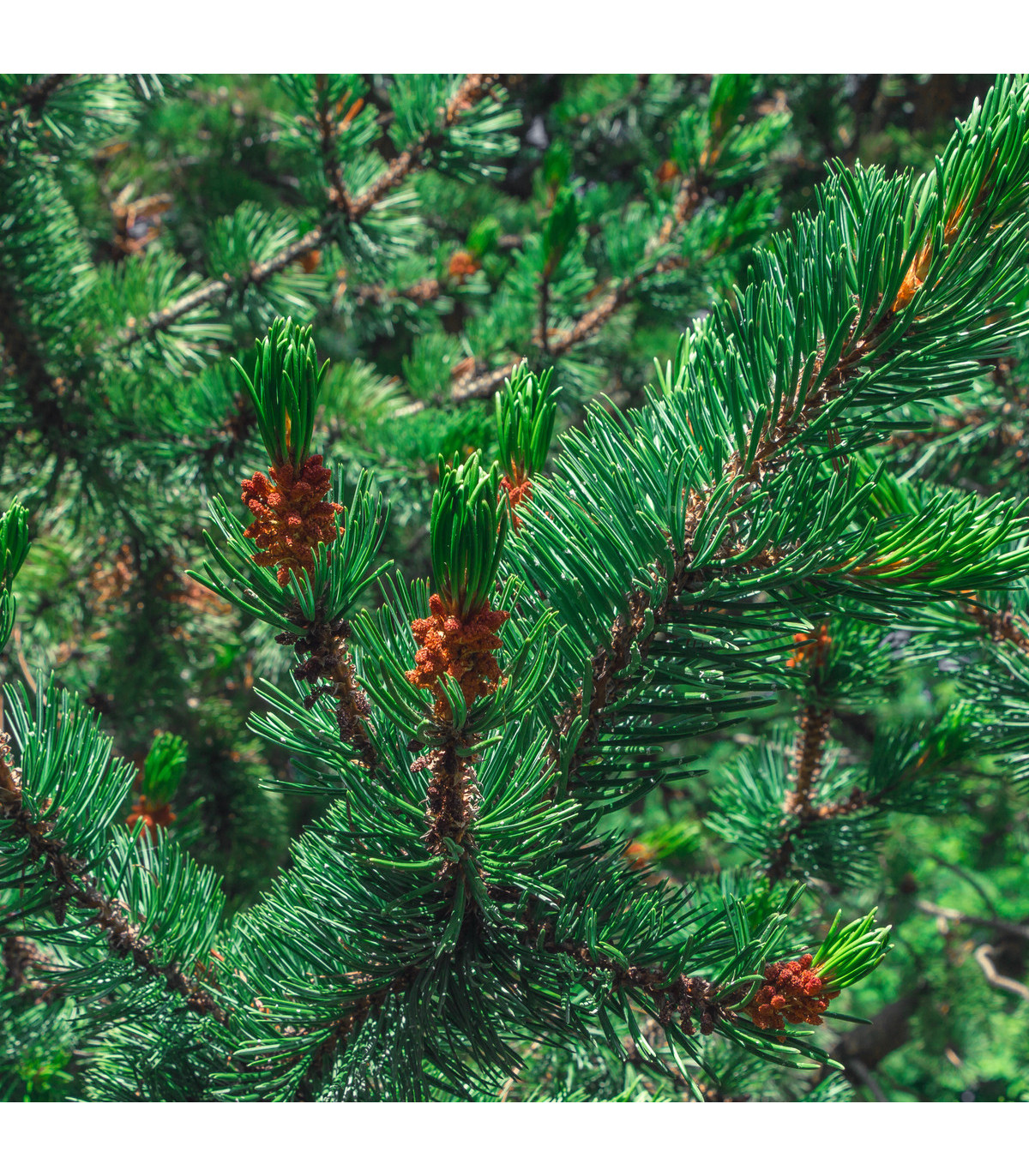 Borovice osinatá - Pinus aristata - prodej semen - 5 ks