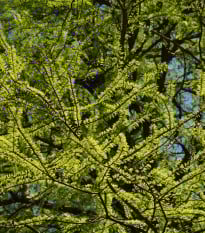 Tisovec dvouřadý - Taxodium distichum - prodej semen - 5 ks