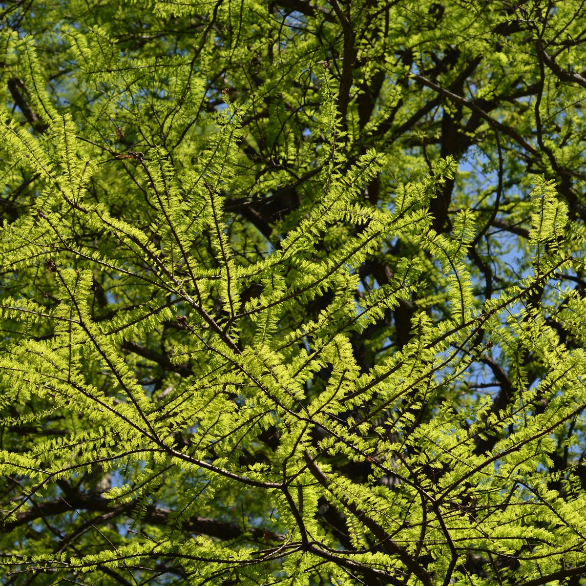 Tisovec dvouřadý - Taxodium distichum - prodej semen - 5 ks
