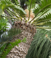 Palma královská - Archontophoenix cunninghamiana - prodej semen - 3 ks
