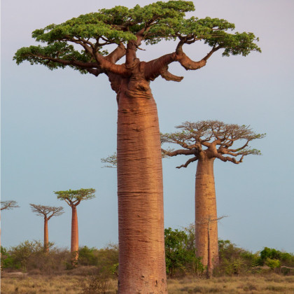 Semínka baobabu - Adansonia grandidieri - Baobab grandidieri - prodej semen - 2 ks