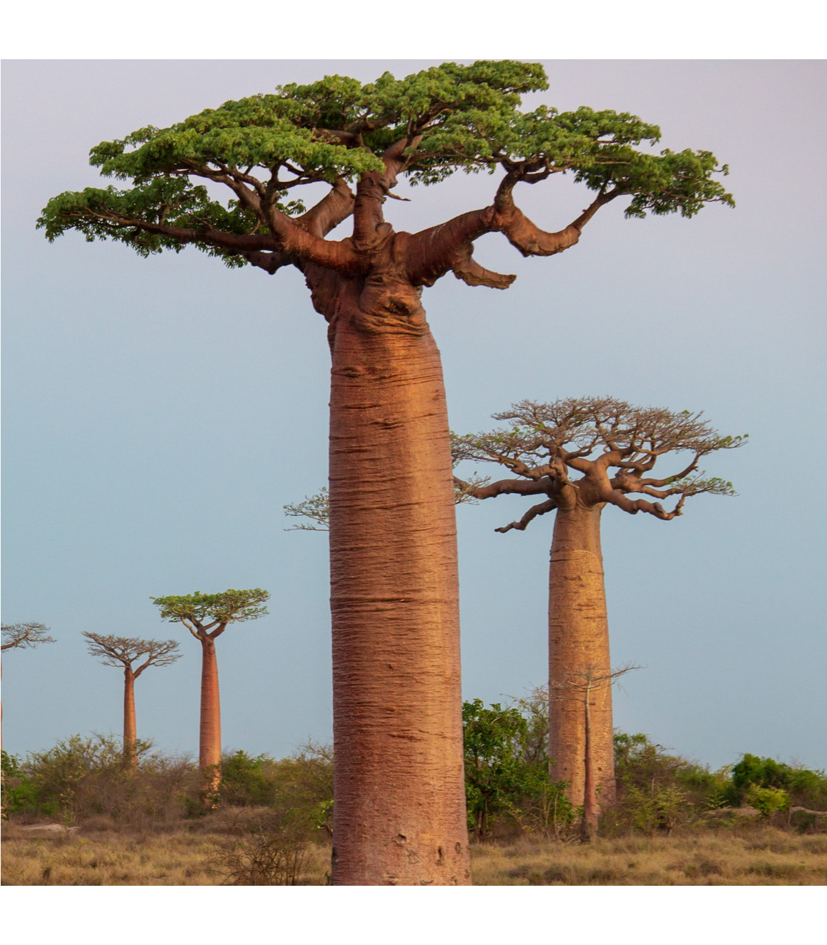 Semínka baobabu - Adansonia grandidieri - Baobab grandidieri - prodej semen - 2 ks
